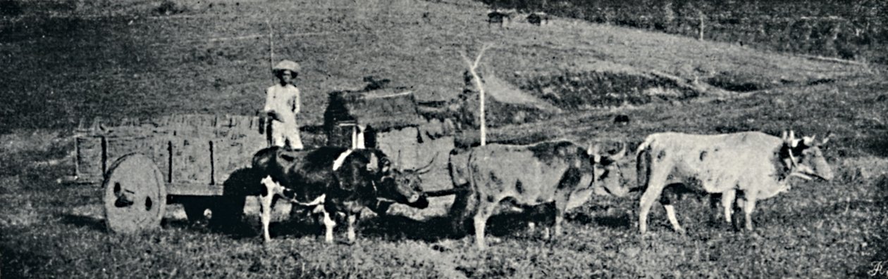 Carro de bueyes, 1895 de Paulo Sack
