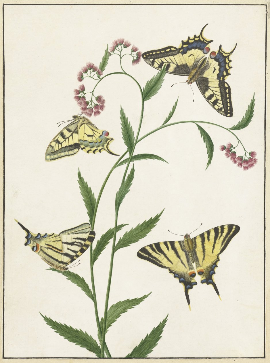 Cuatro mariposas sobre flores de Paulus Knogh