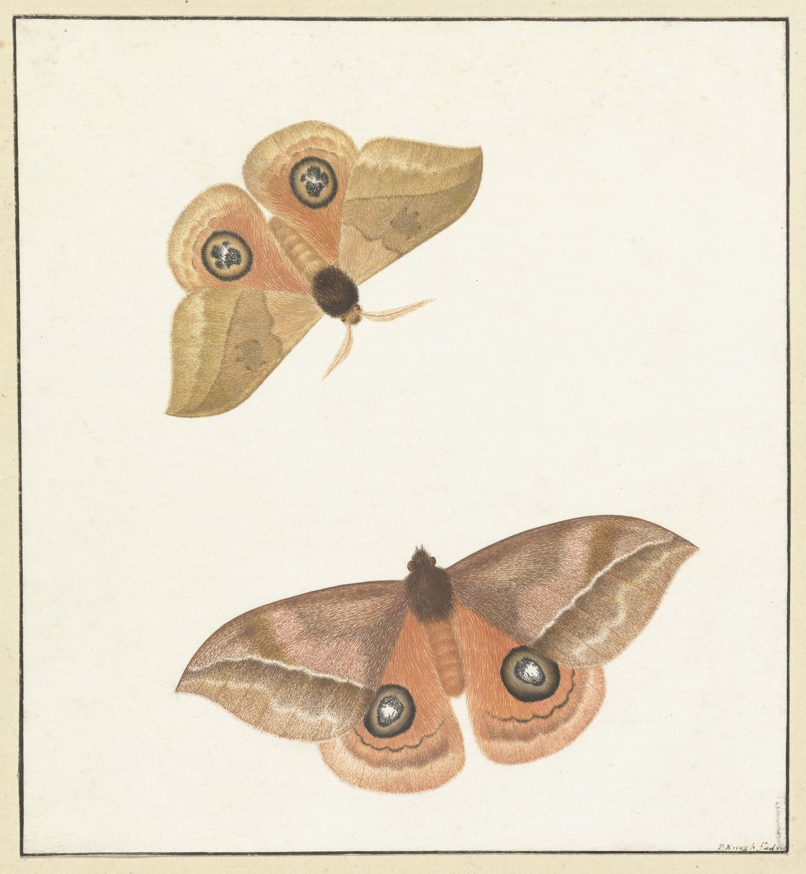 Dos mariposas de Paulus Knogh