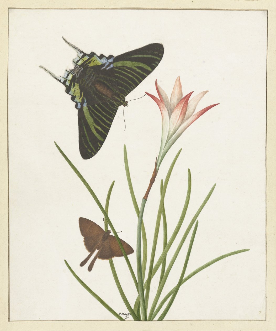 Dos mariposas cerca de un lirio de Paulus Knogh