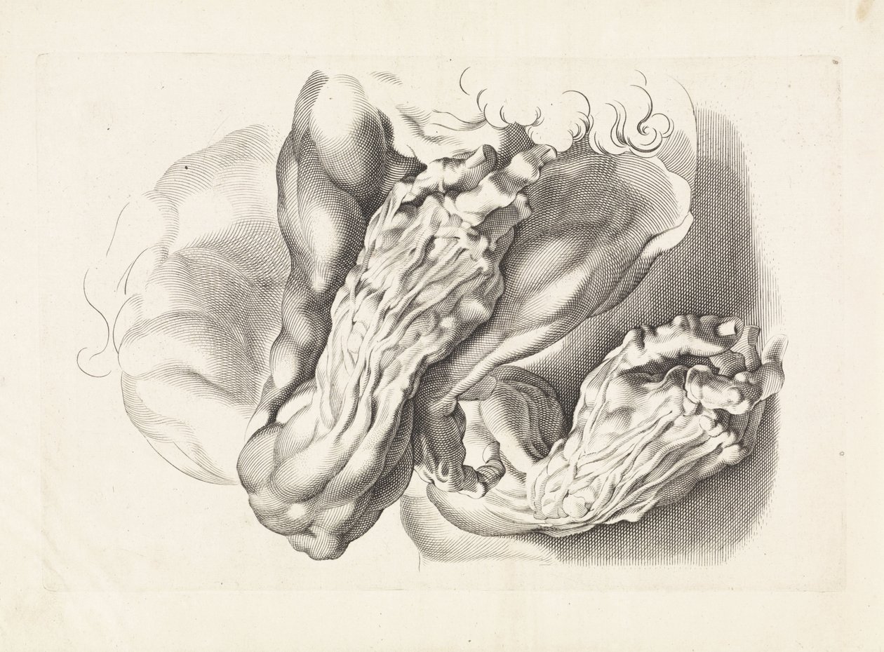 Estudios anatómicos de brazos. El libro de dibujo de Peter Paul Rubens (título de la serie) de Paulus Pontius