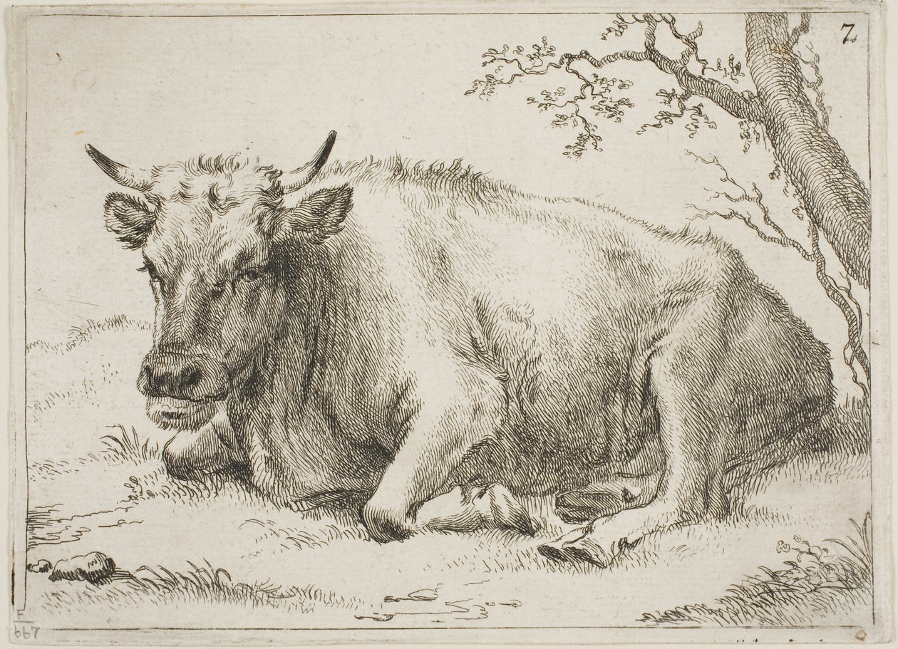 Vaca tumbada junto a un árbol, lámina 7 de Ocho toros y vacas de Paulus Potter
