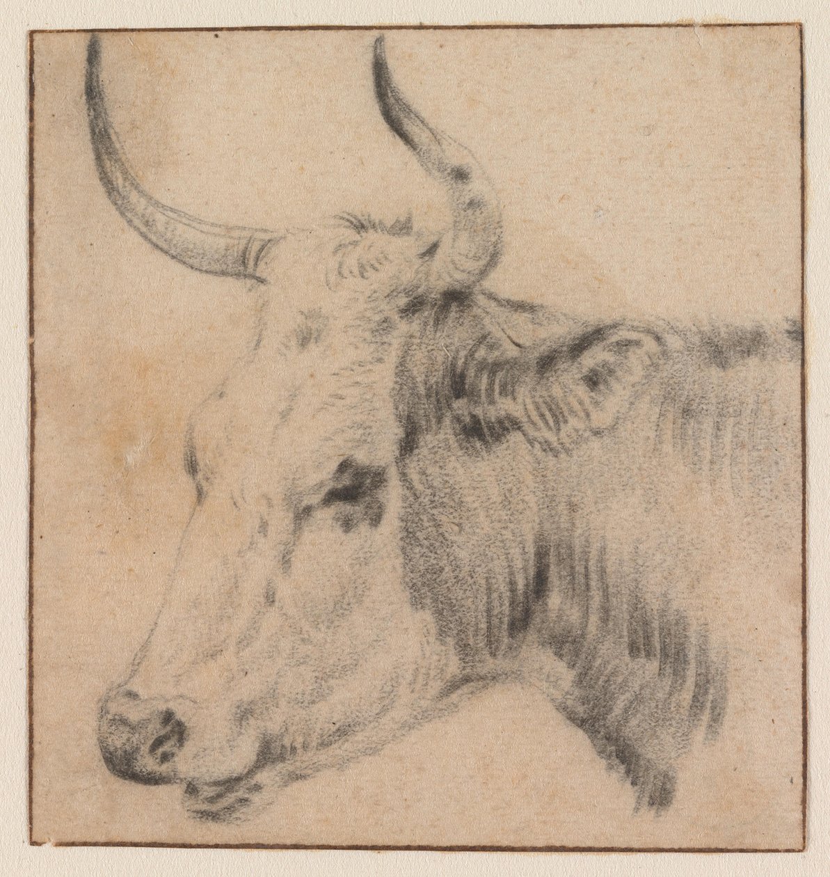 La cabeza de una vaca de Paulus Potter