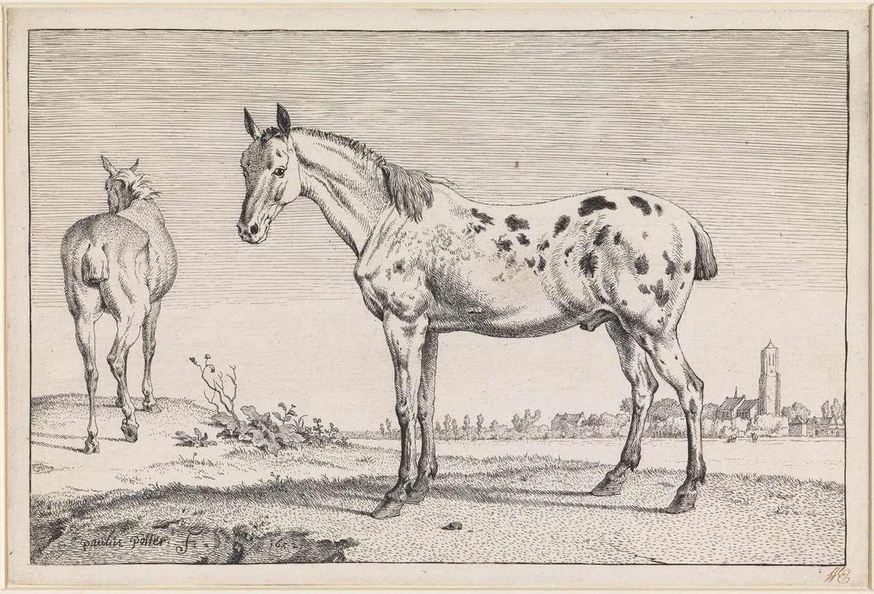 El caballo con la cola cortada de Paulus Potter