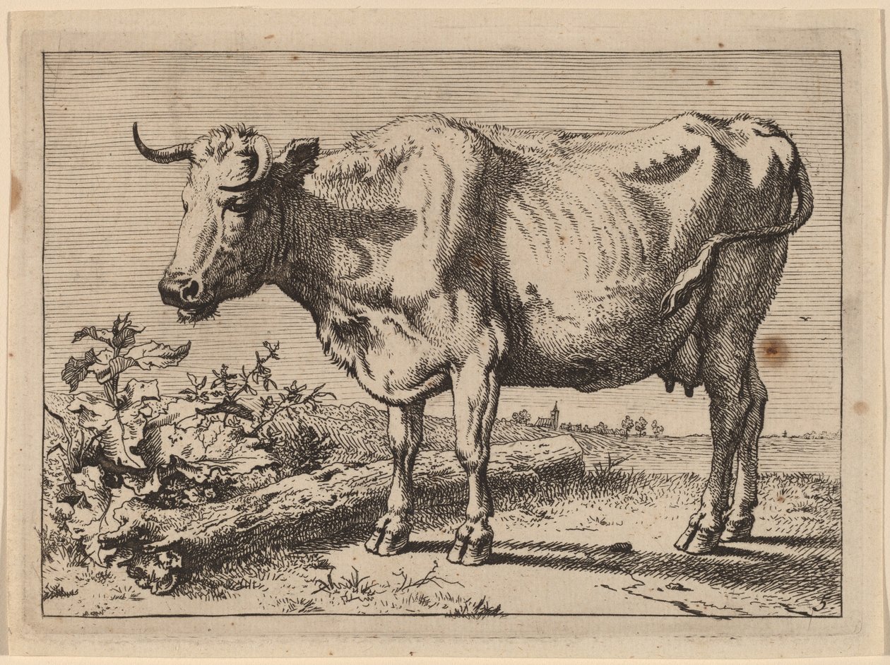 Vaca de Pie (Vaca con un Cuerno Arrugado) de Paulus Potter
