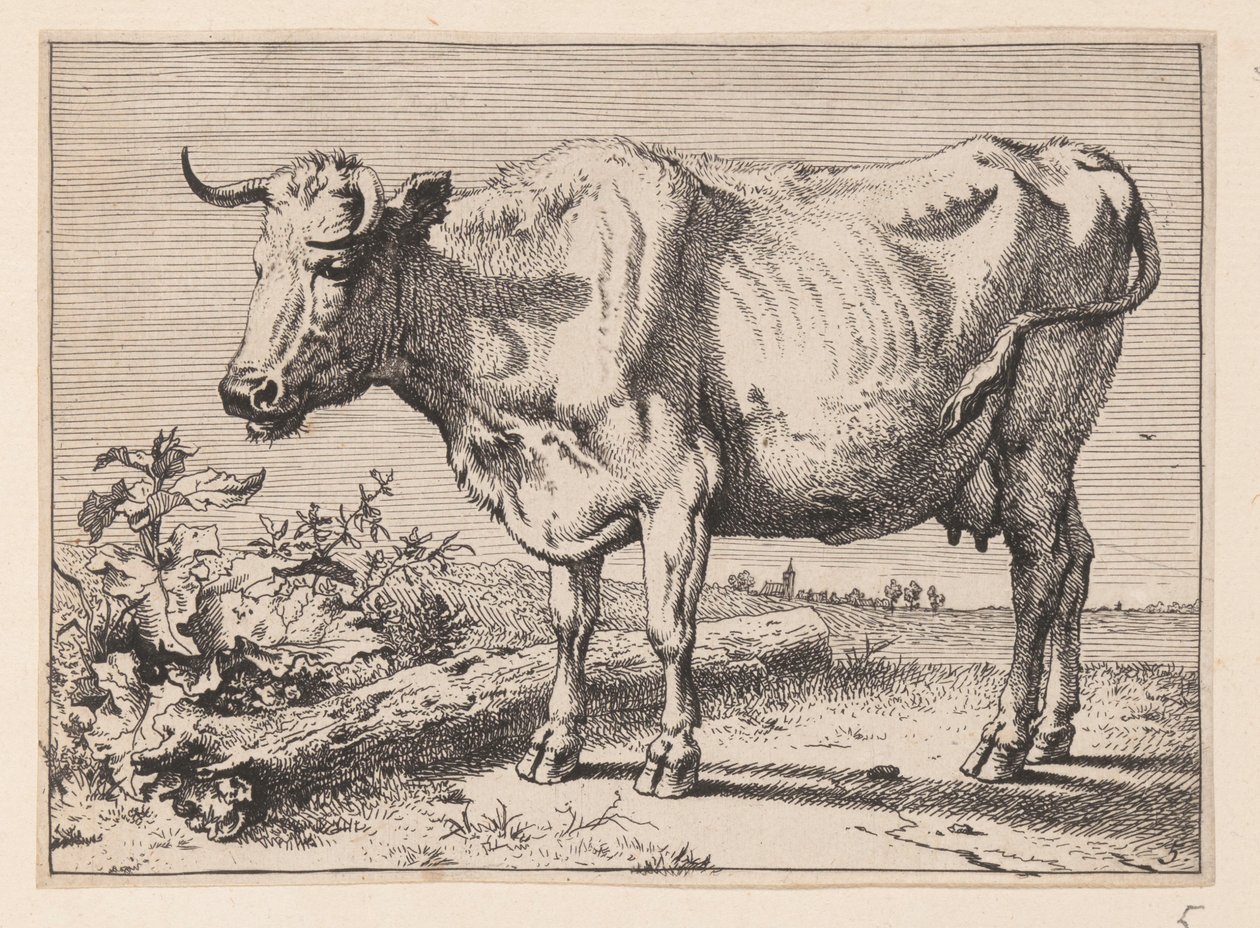 La vaca con el cuerno arrugado, de Varios bueyes y vacas de Paulus Potter