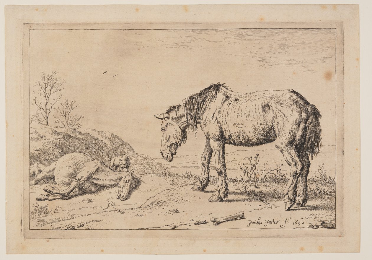 El caballo gastado, (La Mazette), de Serie de caballos de Paulus Potter