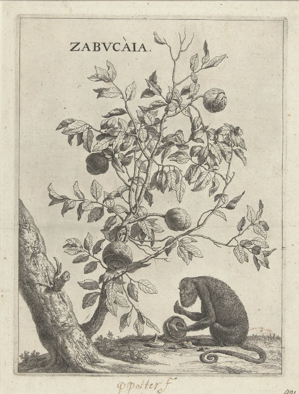 Zabucaiaboom en een aap Zabvcàia (título sobre objeto) de Paulus Potter