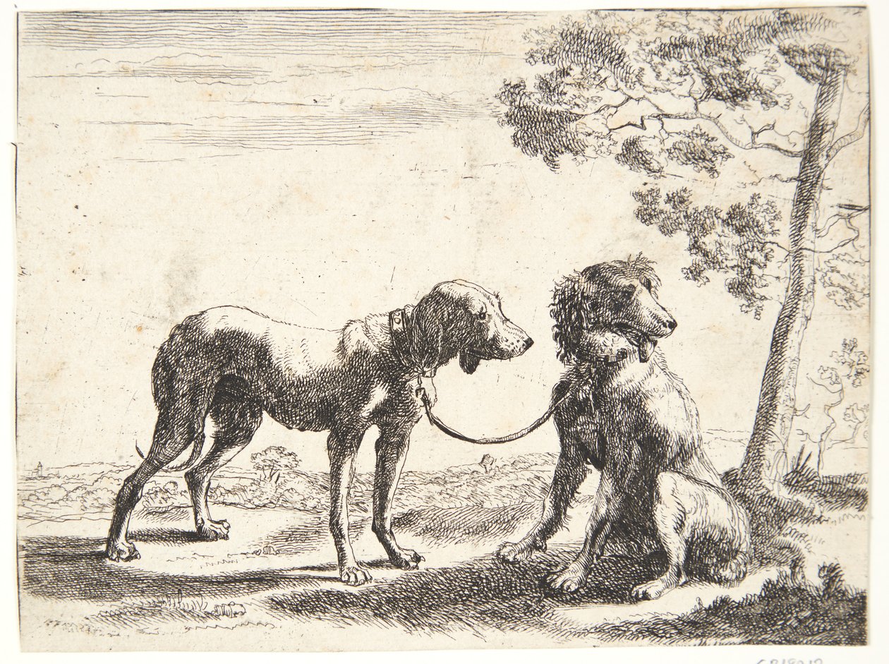 Dos perros atados de Paulus van Hillegaert (II)
