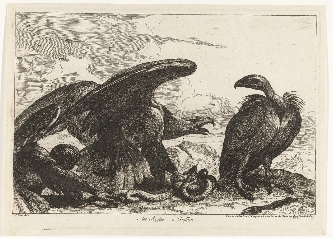 Buitre y un águila con serpiente 1. des Aigles 2. Griffon (título sobre objeto) Birds from the Menagerie of Versailles (título de la serie) de Peeter Boel (attributed to)