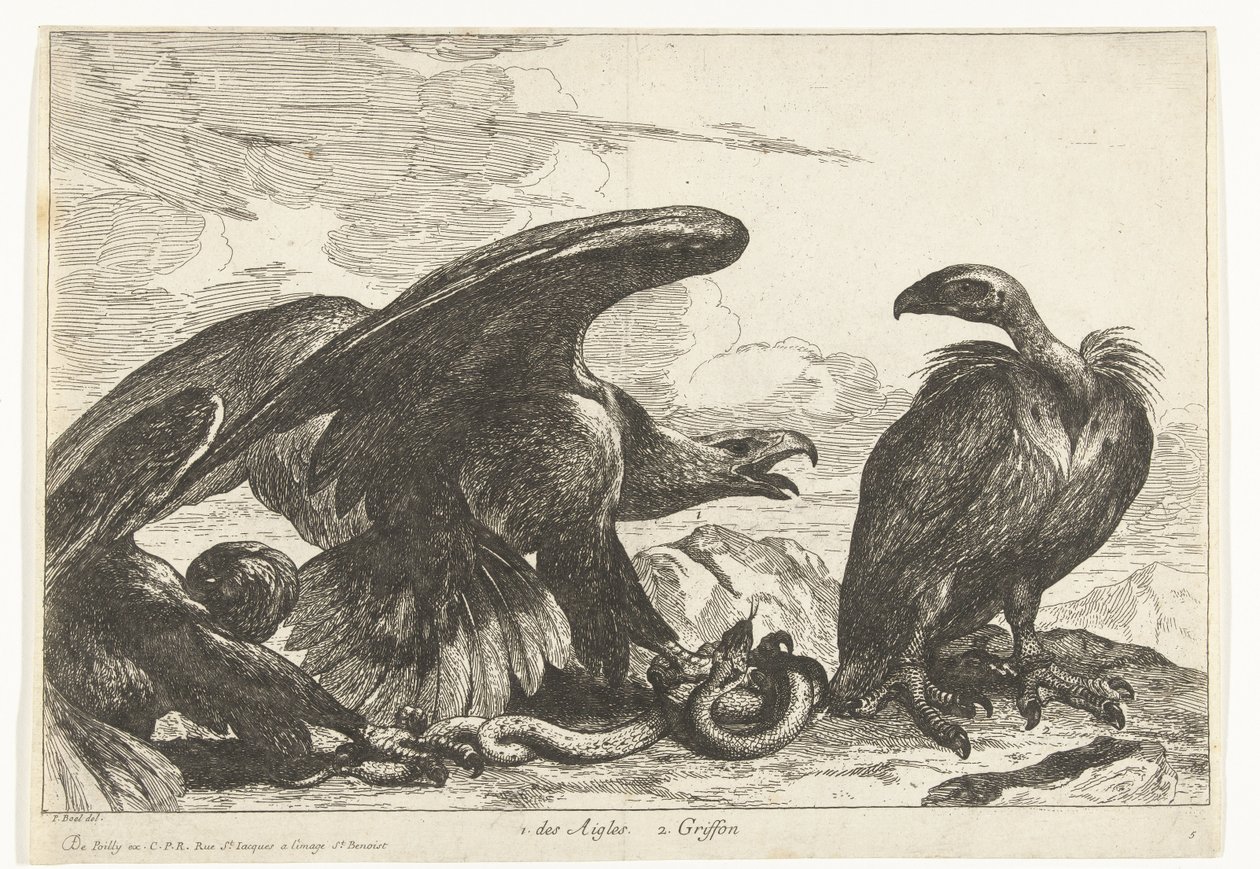 Buitre y un águila con serpiente 1. des Aigles 2. Griffon (título sobre objeto) Birds from the Menagerie of Versailles (título de la serie) de Peeter Boel (attributed to)