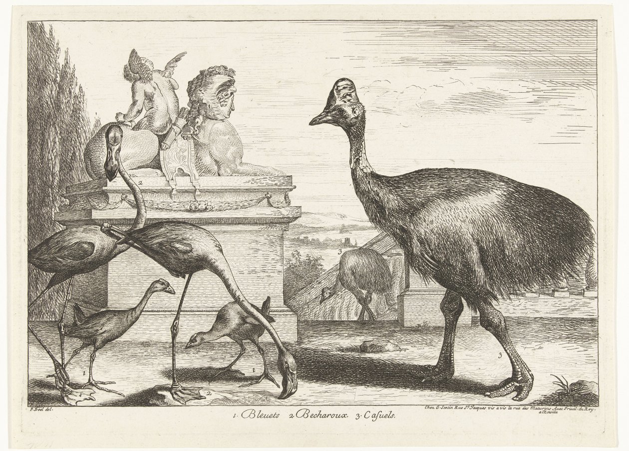 Casuarios, fochas moradas y flamencos 1. Bleuets 2 Becharoux 3. Casuels (título sobre objeto) Birds from the Menagerie of Versailles (título de la serie) de Peeter Boel (attributed to)