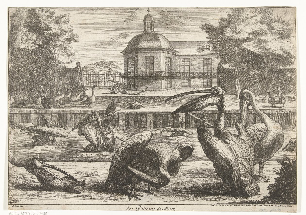 pelícanos des Pelicans de Mere (título sobre el objeto) Birds from the Menagerie of Versailles (título de la serie) de Peeter Boel (attributed to)