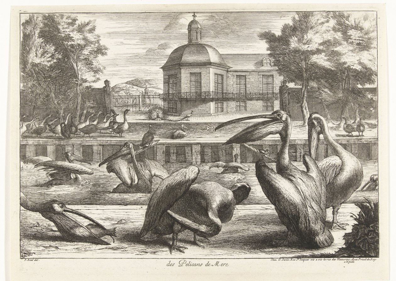 pelícanos des Pelicans de Mere (título sobre el objeto) Birds from the Menagerie of Versailles (título de la serie) de Peeter Boel (attributed to)