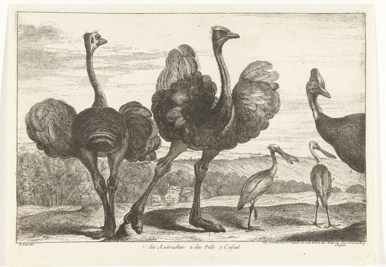 Avestruces, Casuario y Espátula 1. los Autruches. 2. de Pals. C. casual Birds from the Menagerie of Versailles (título de la serie) de Peeter Boel (attributed to)