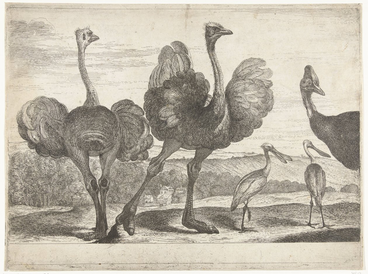 Avestruces, casuarios y espátulas
Pájaros de la colección de Versalles (título de la serie) de Peeter Boel (attributed to)