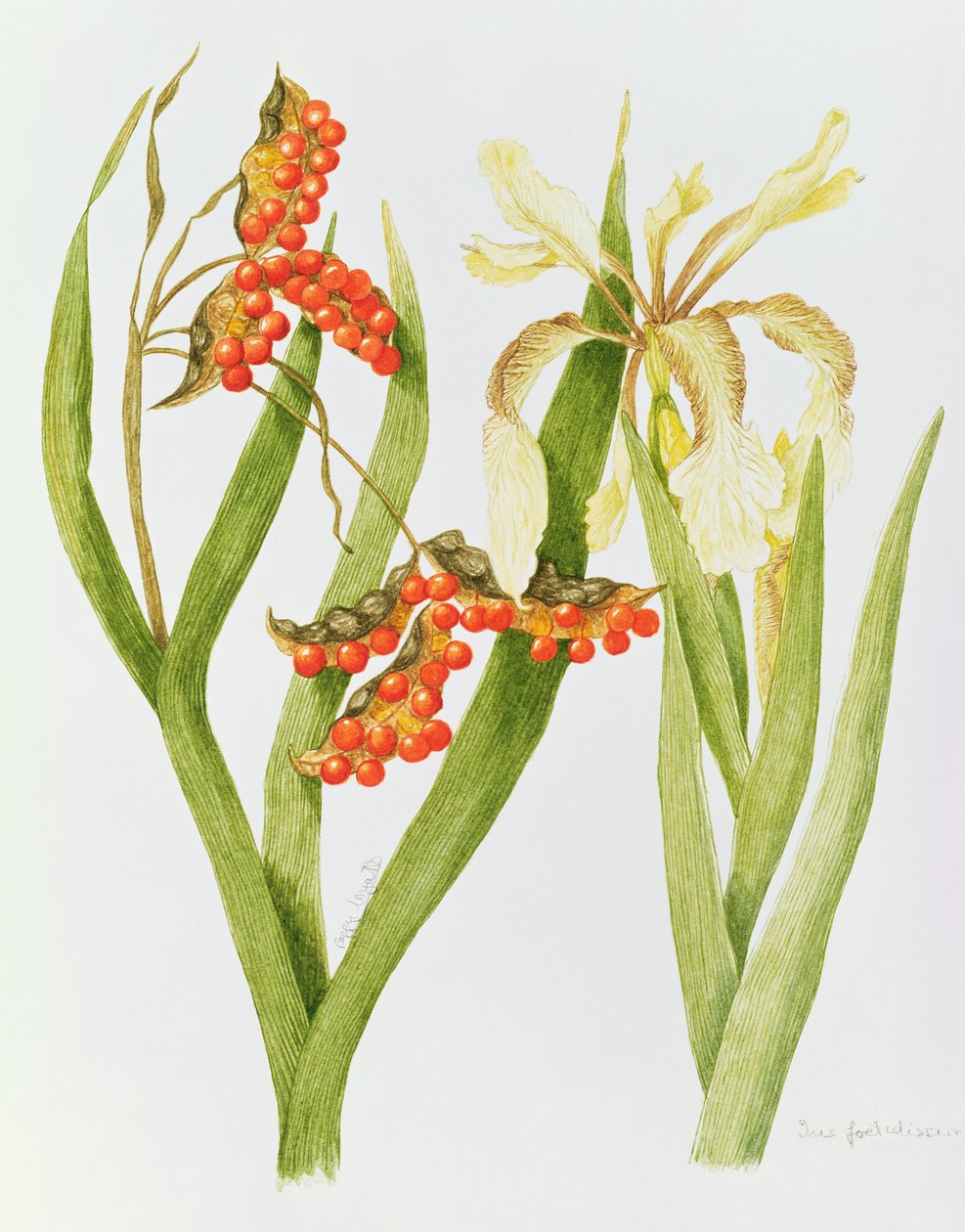 Iris Foetidissima (acuarela) de Peggy Wyatt