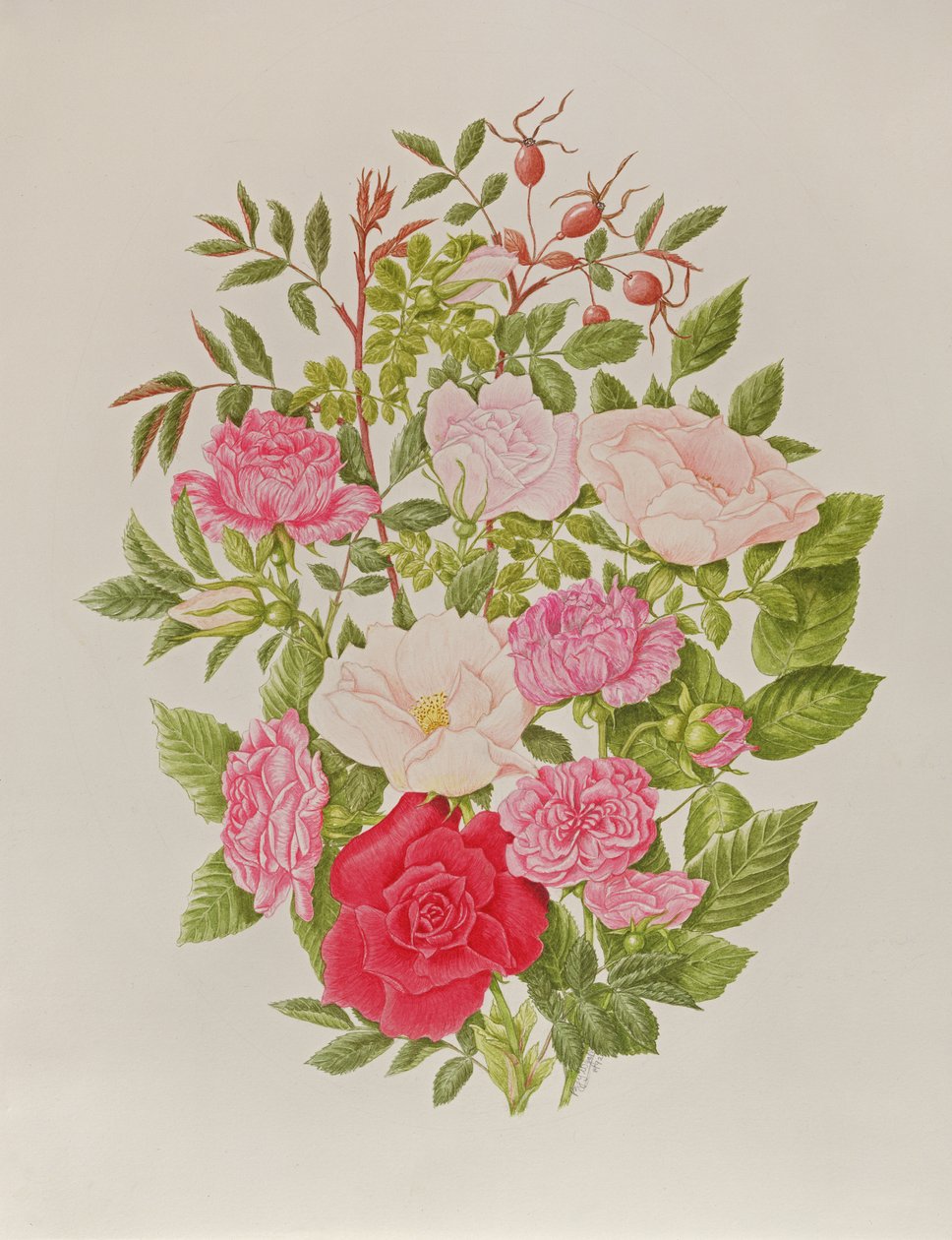 Varias rosas rosadas (acuarela) de Peggy Wyatt