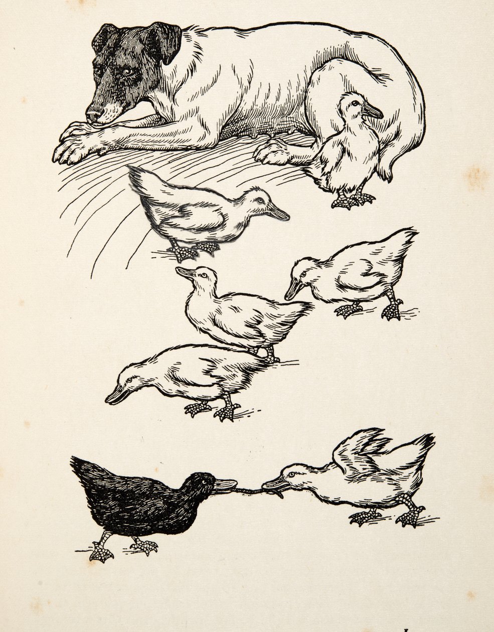 Una madre adoptiva singular, de Cien anécdotas de animales, pub. 1924 de Percy J. Billingshurst