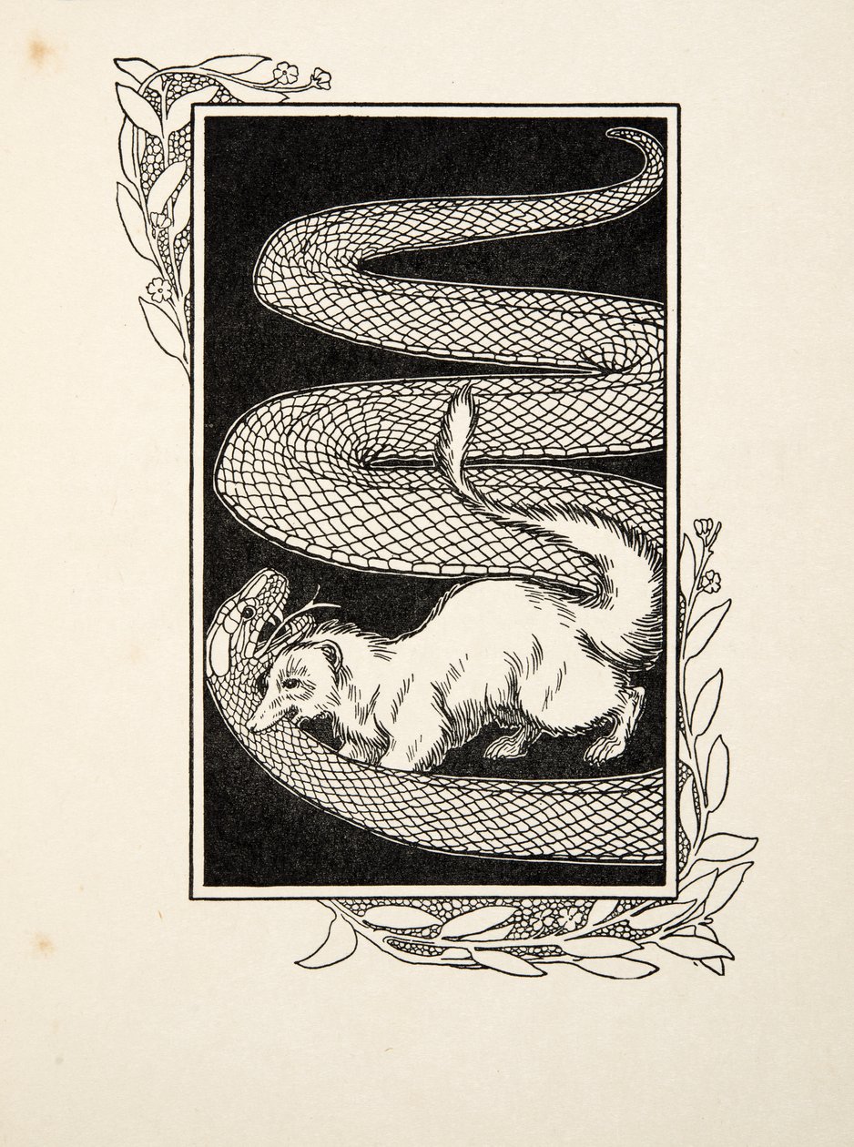 Destructores de serpientes, de Cien anécdotas de animales, pub. 1924 (grabado) de Percy J. Billingshurst