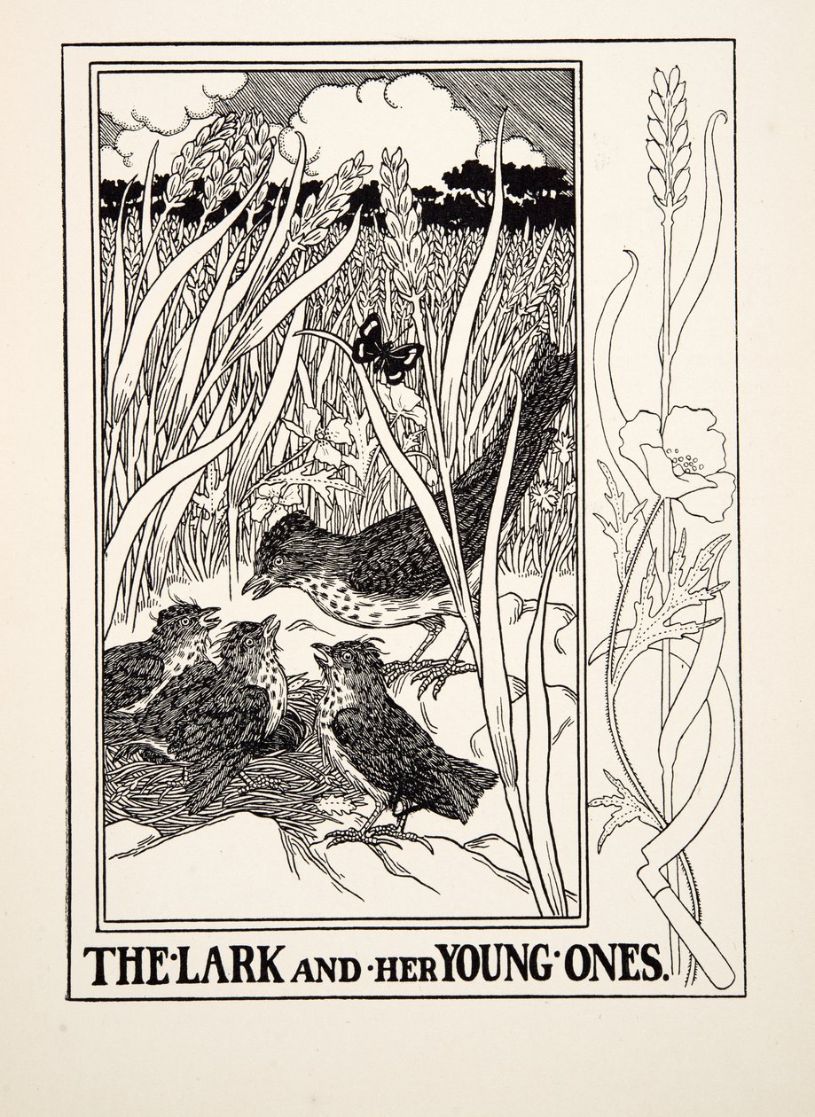 La alondra y sus crías, de Cien fábulas de Esopo, pub. 1903 (grabado) de Percy J. Billingshurst