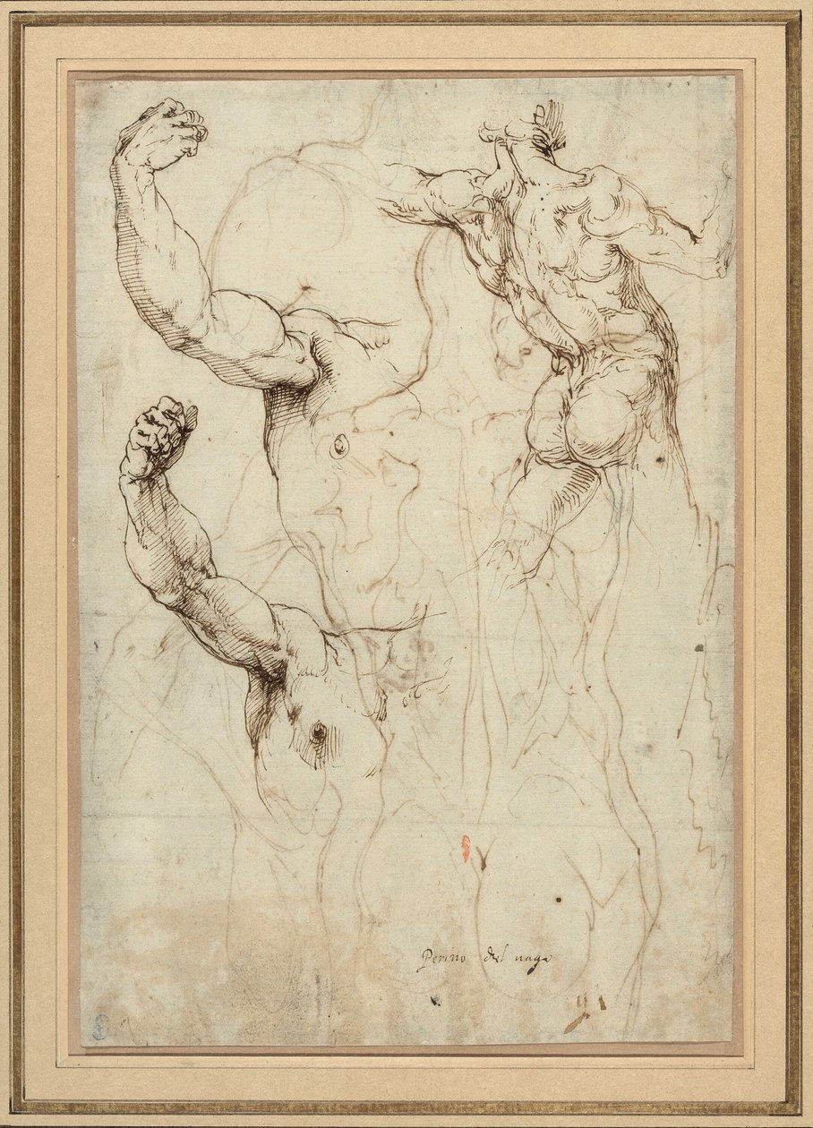 Estudio de un desnudo visto de espaldas y dos estudios de un brazo (anverso); desnudo visto de espaldas, con estudios secundarios de un hombro y una pierna (reverso) de Perino del Vaga