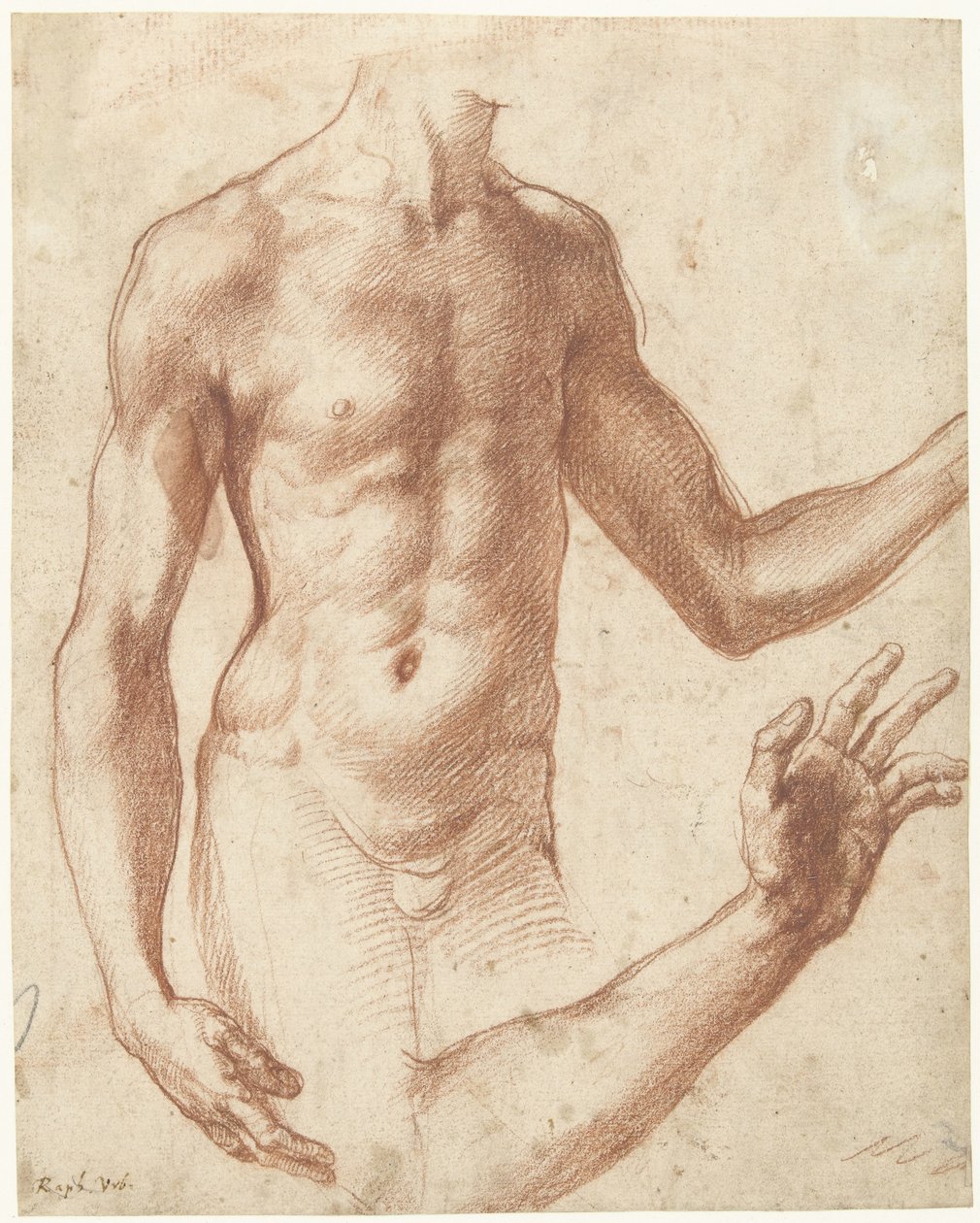 Estudio de un torso
Estudio del torso de un hombre joven de Perino del Vaga