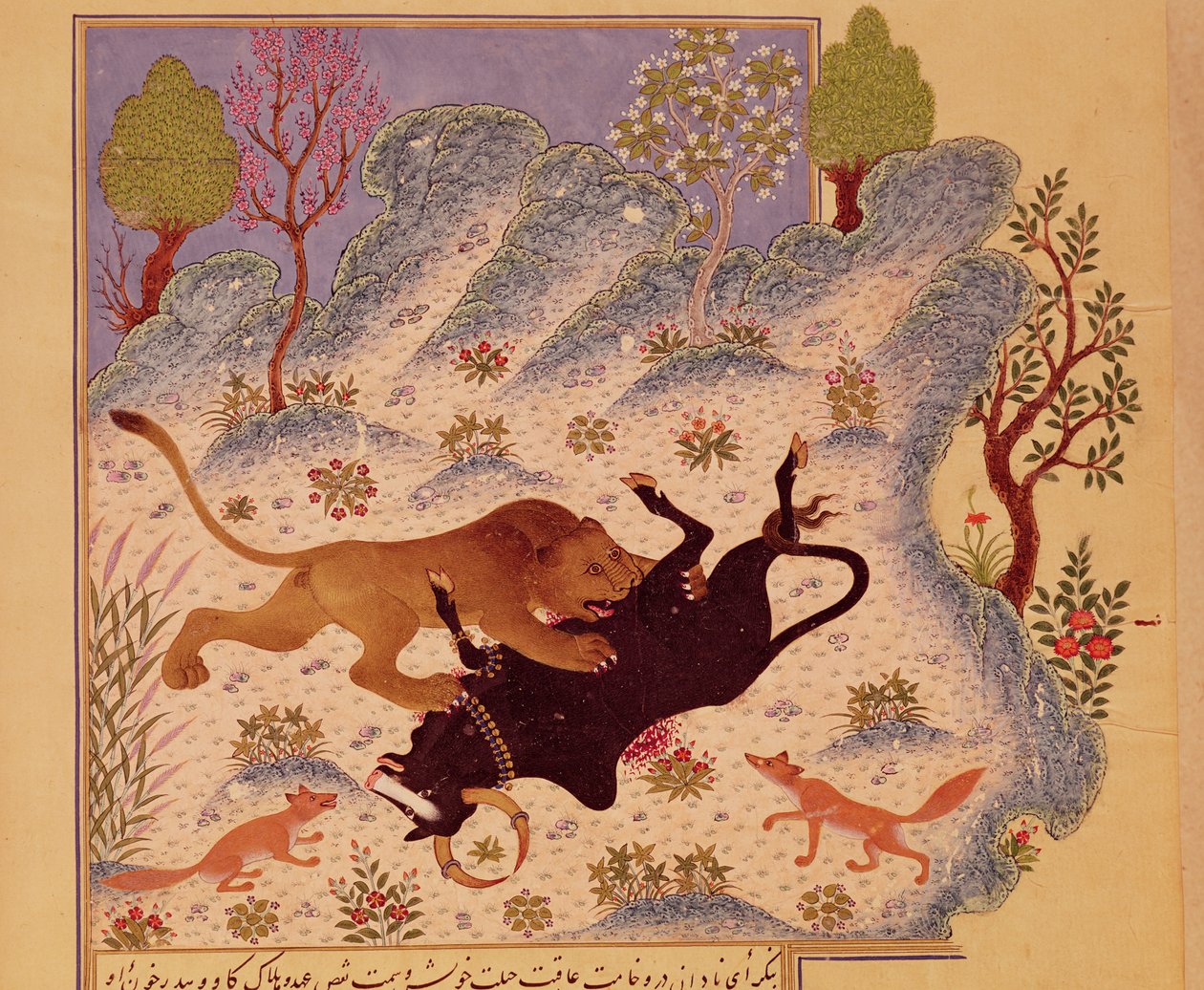 Un león ataca y mata a un toro, de un manuscrito de Kabila wa Dimna (gouache sobre papel) de Persian School