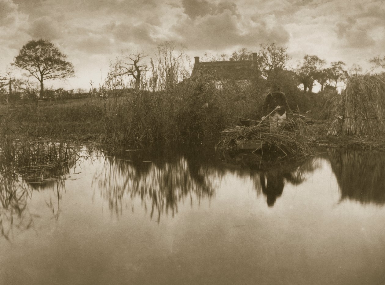 Recogiendo el Gladdon, c.1886 de Peter Emerson und Thomas Goodall