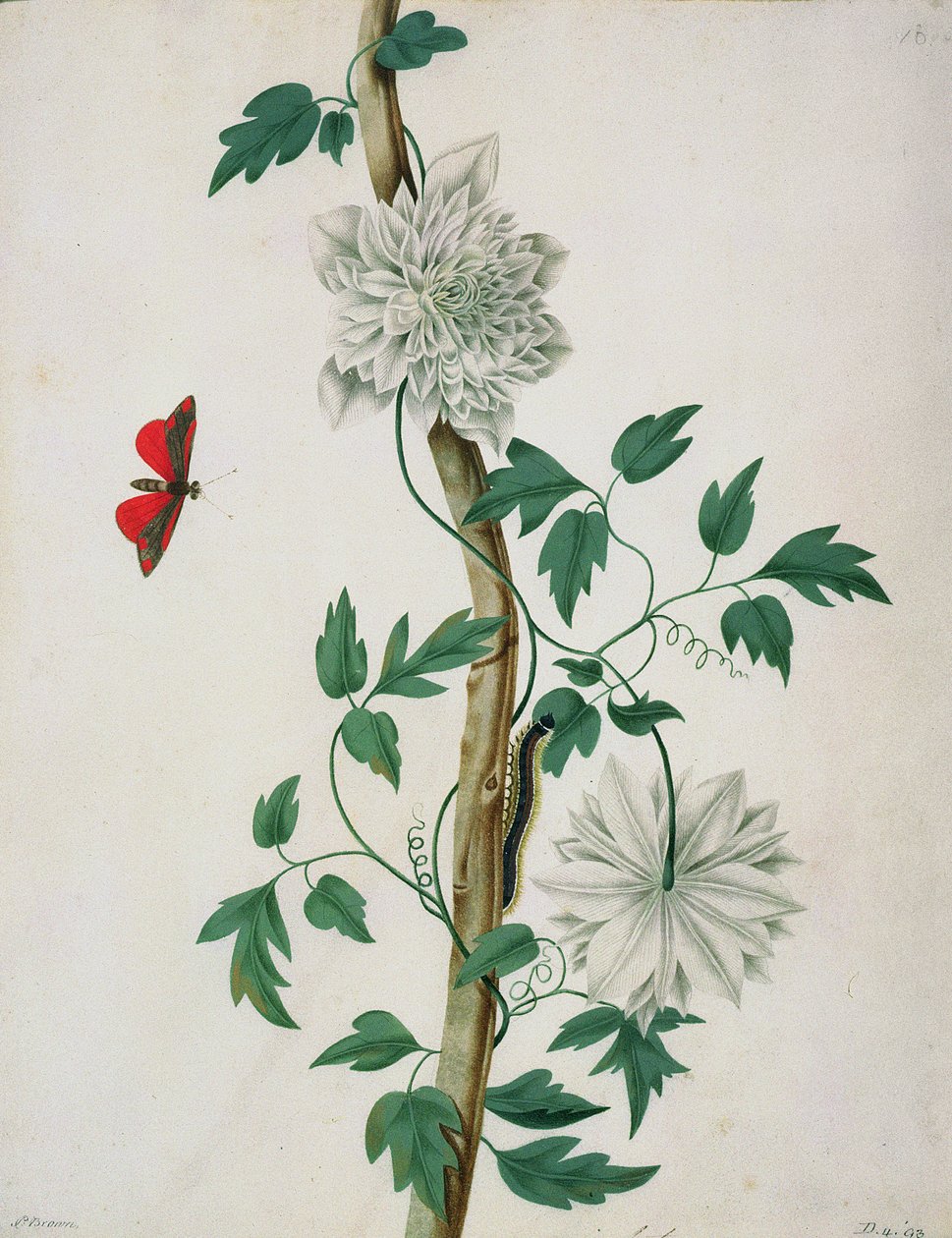 Estudios de flores, siglo XVIII de Peter Brown