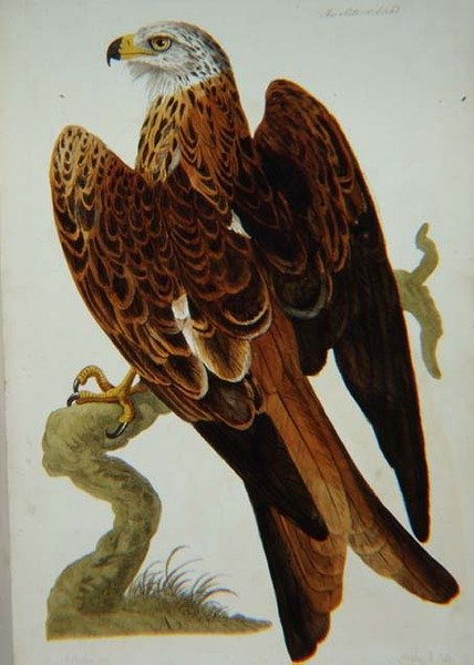 El Milano (Milvus milvus) o Glead, lámina de 