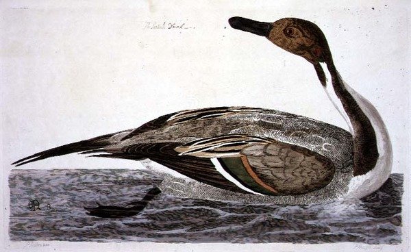 El pato rabudo (Anas acuta) placa de 