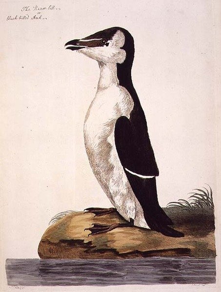 El Alca (Alca torda) o Alca de Pico Negro, lámina de 
