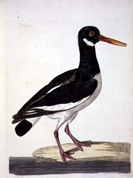 El ostrero (Haematopus ostralegus) placa de 