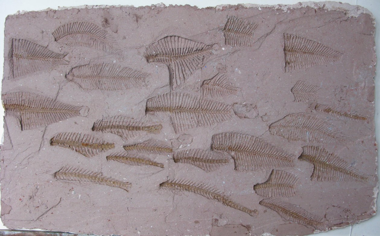 Shoal de Peter A Ford