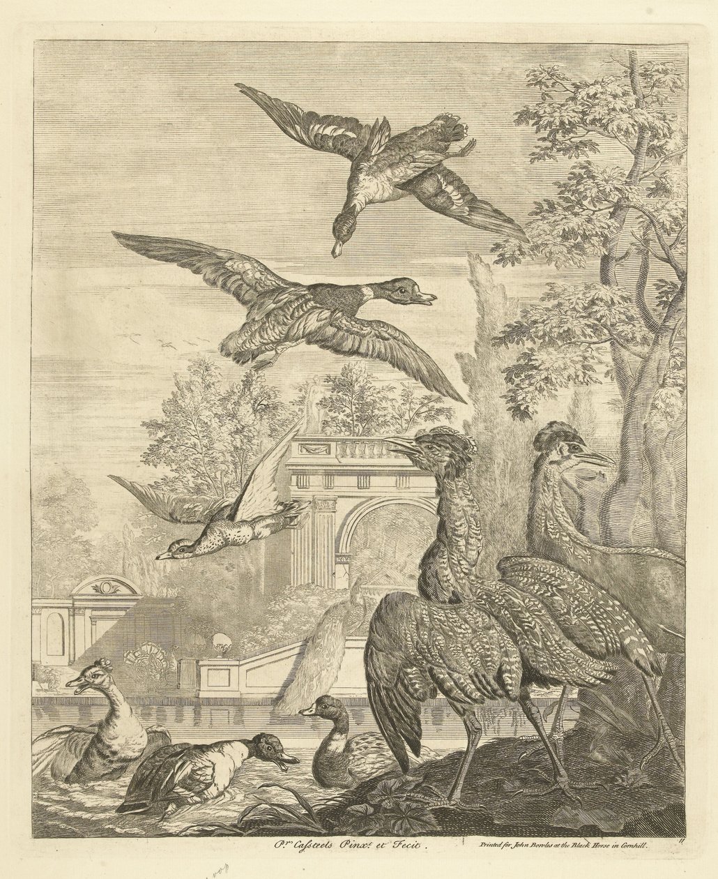 Patos y garzas en un estanque de aves Aves diferentes (título de la serie) de Peter Casteels (III)