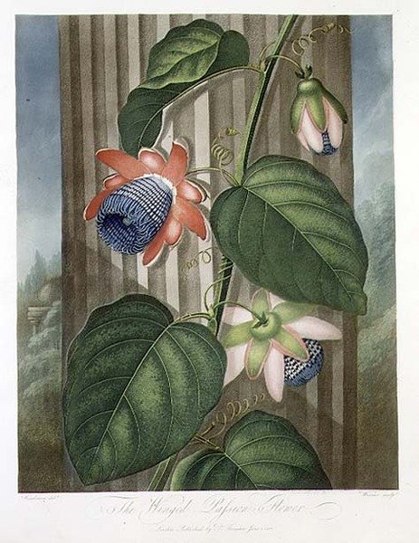 La flor de la pasión alada, grabado por Warner, de 