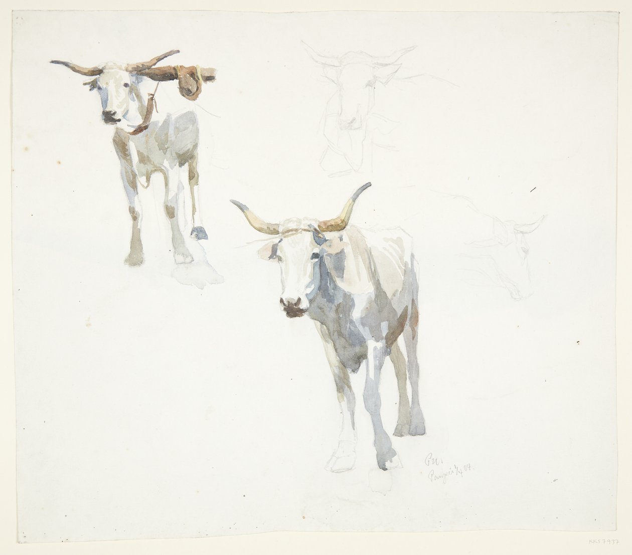 Bueyes italianos. Popeji de Peter Hansen