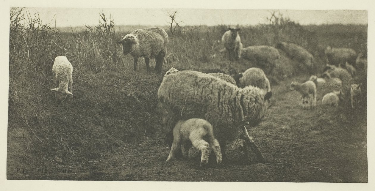 Pastoral de marzo (Suffolk) de Peter Henry Emerson