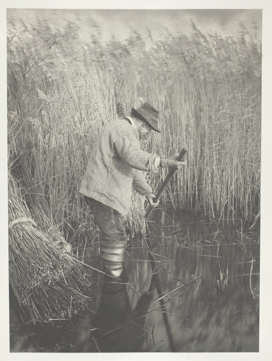 Un cortador de juncos trabajando de Peter Henry Emerson