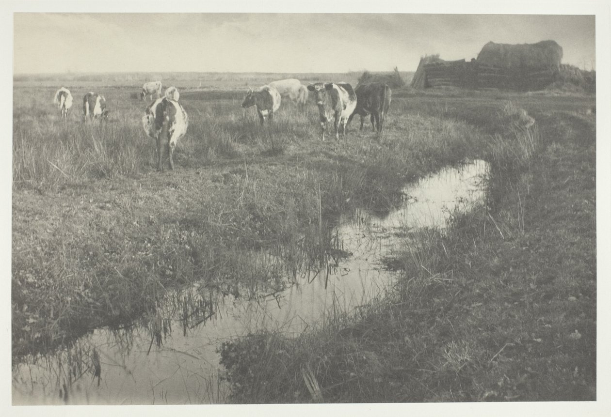 Ganado en las marismas de Peter Henry Emerson