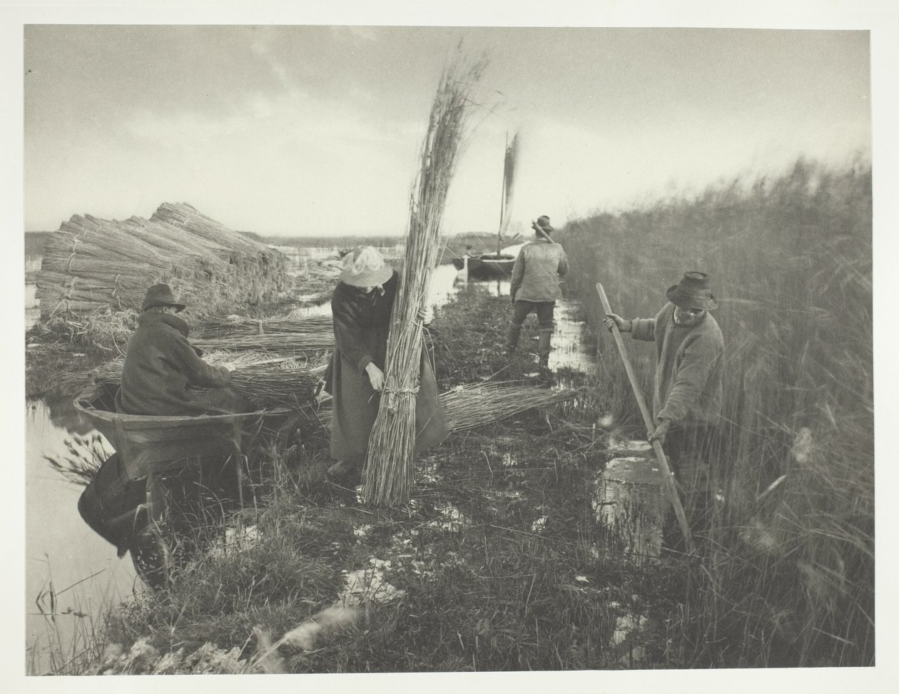 Durante la cosecha de caña de Peter Henry Emerson