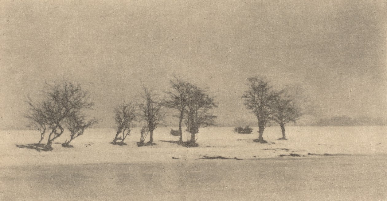 Árboles de espinas retorcidas, c. 1890, impreso c. 1895 de Peter Henry Emerson
