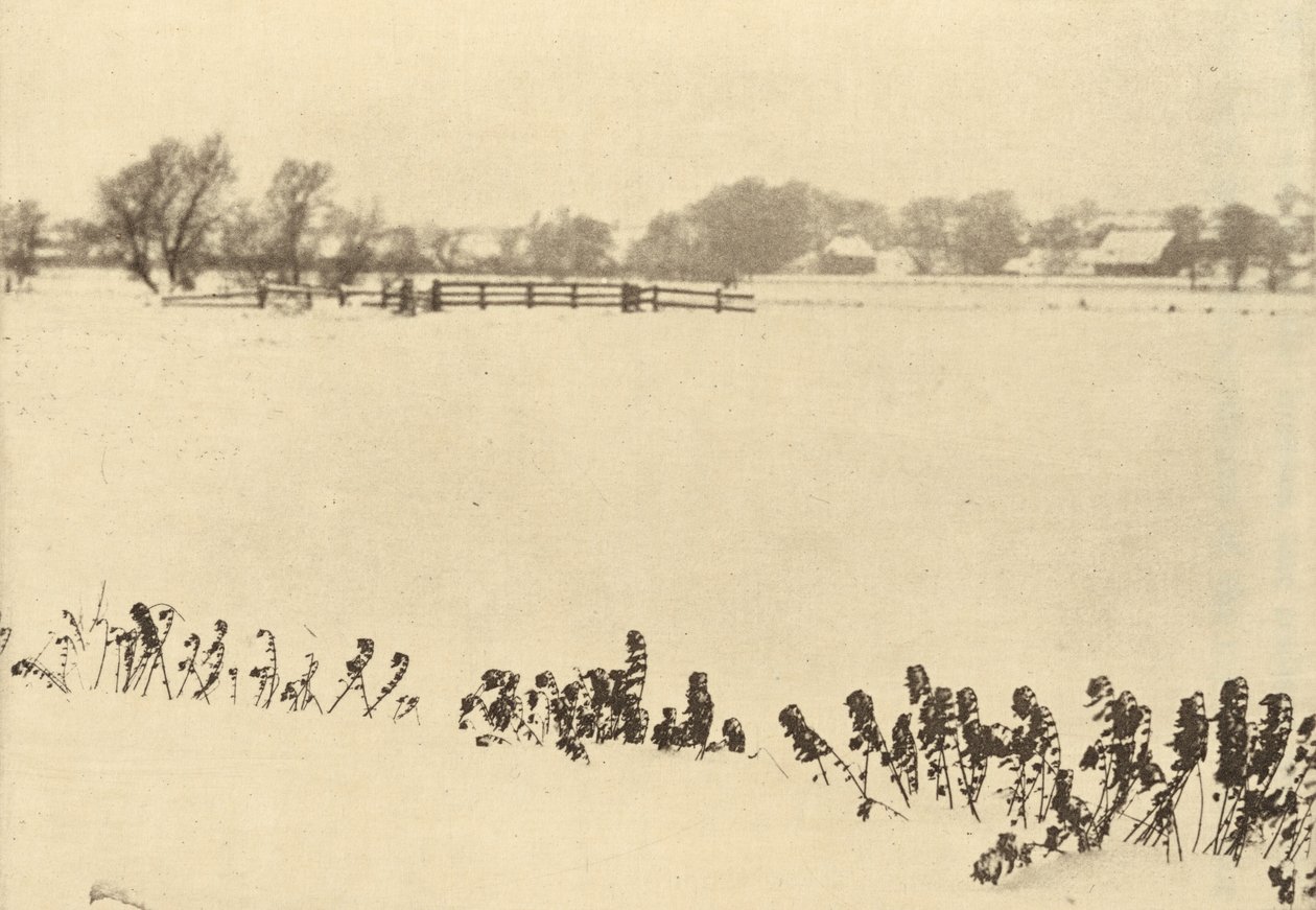 Maleza de los pantanos, en 1895 o antes (foto) de Peter Henry Emerson