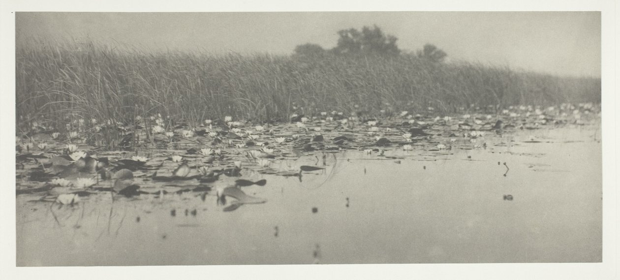 Nenúfares de Peter Henry Emerson