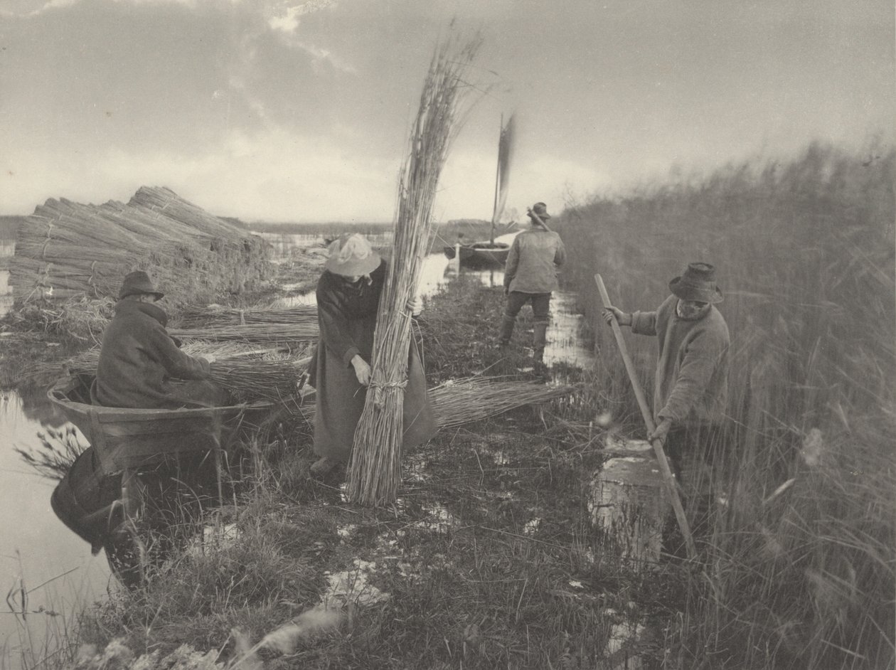 Durante la cosecha de cañas de Peter Henry Emerson and T.F. Goodall