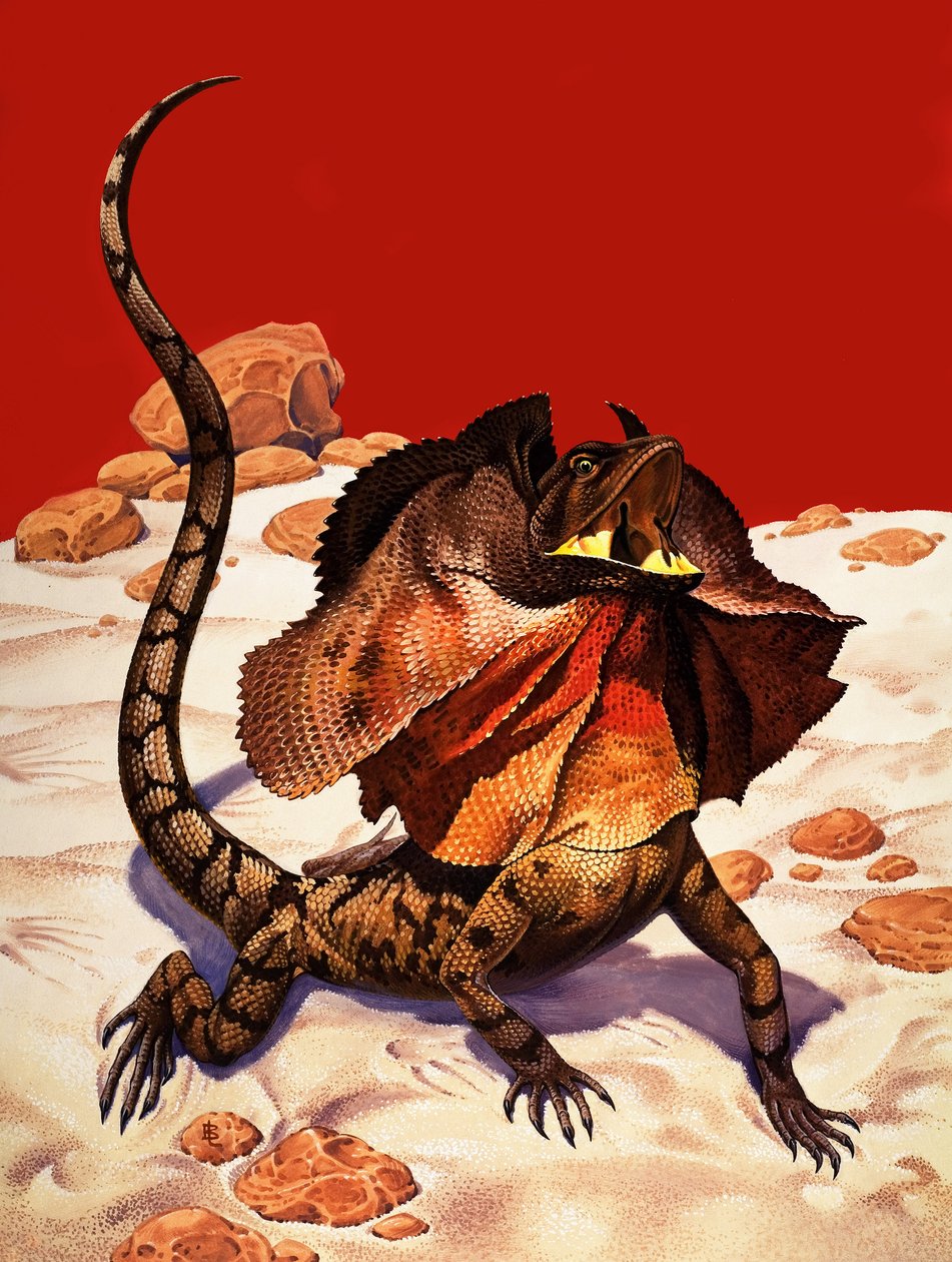 Frilled Lizard (gouache sobre papel) de Peter Jackson