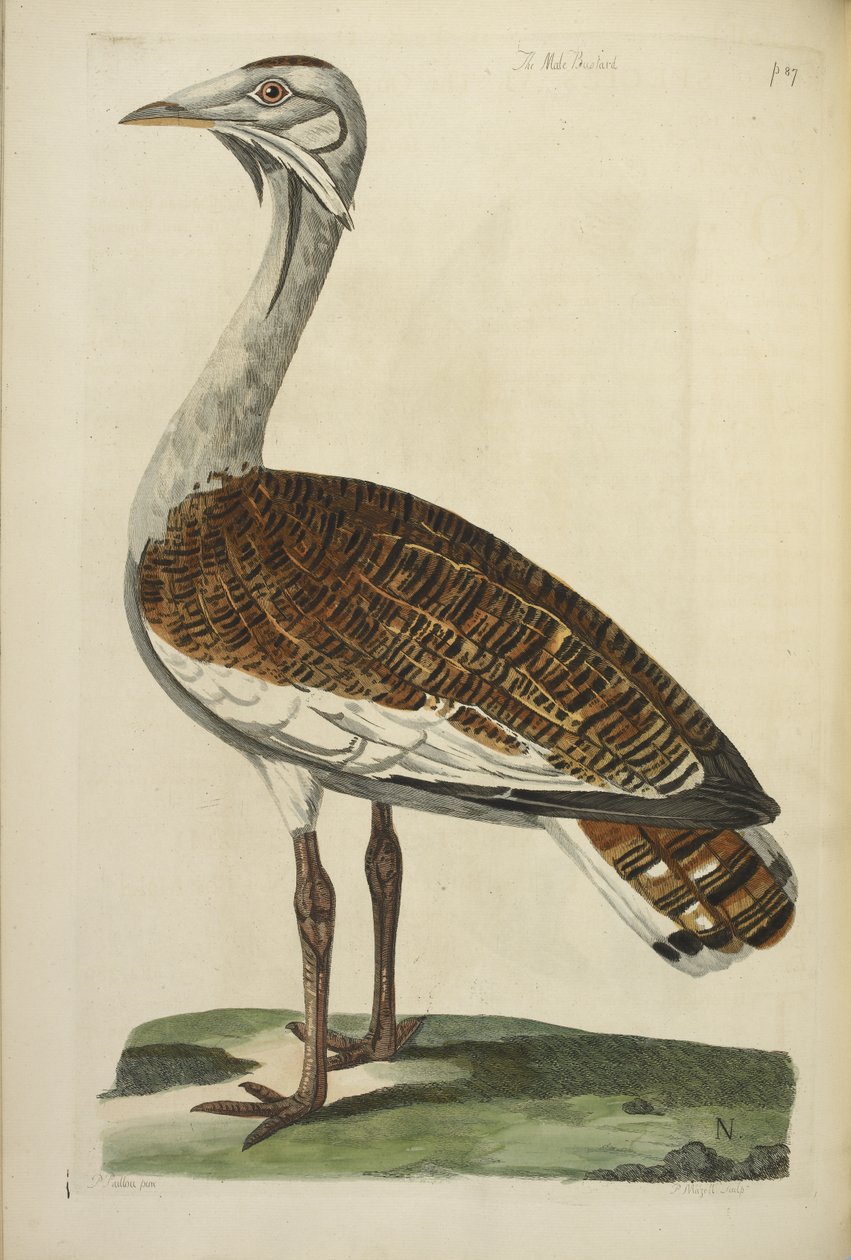 La avutarda macho, ilustración de 