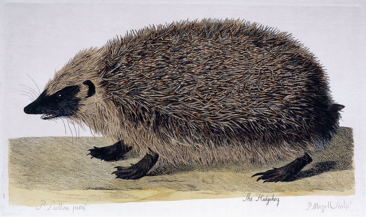 El Erizo, 1761-1766 de Peter Paillou