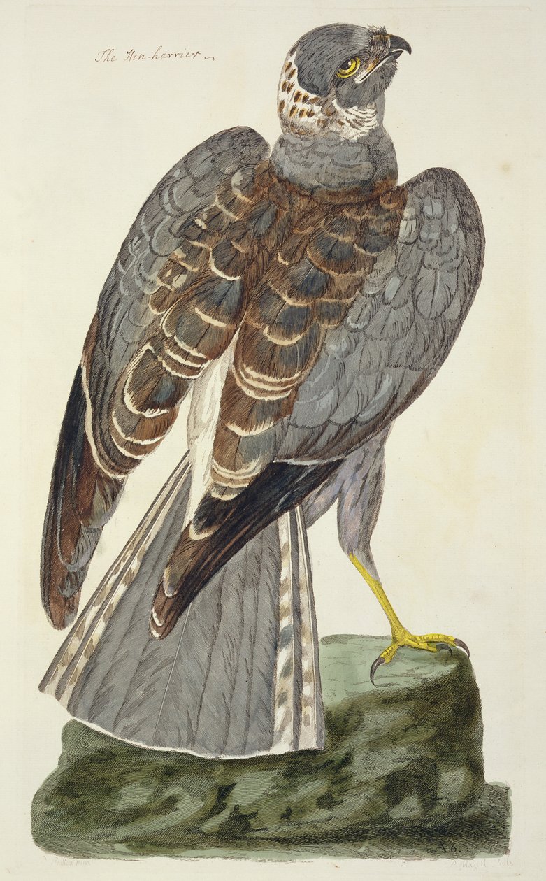 El Aguilucho Cenizo (Circus cyaneus) placa de 